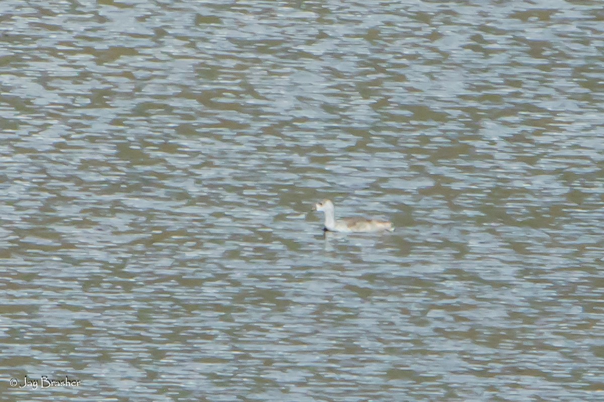 אגמית אמריקנית - ML647845732