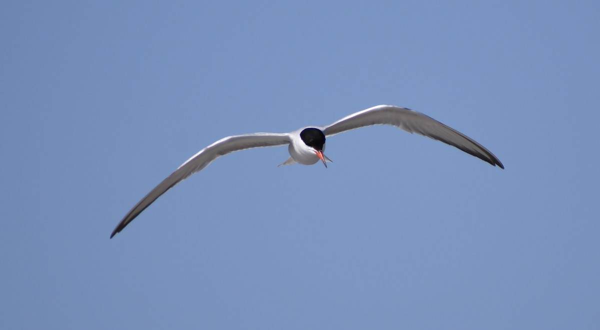 Common Tern - ML647845741