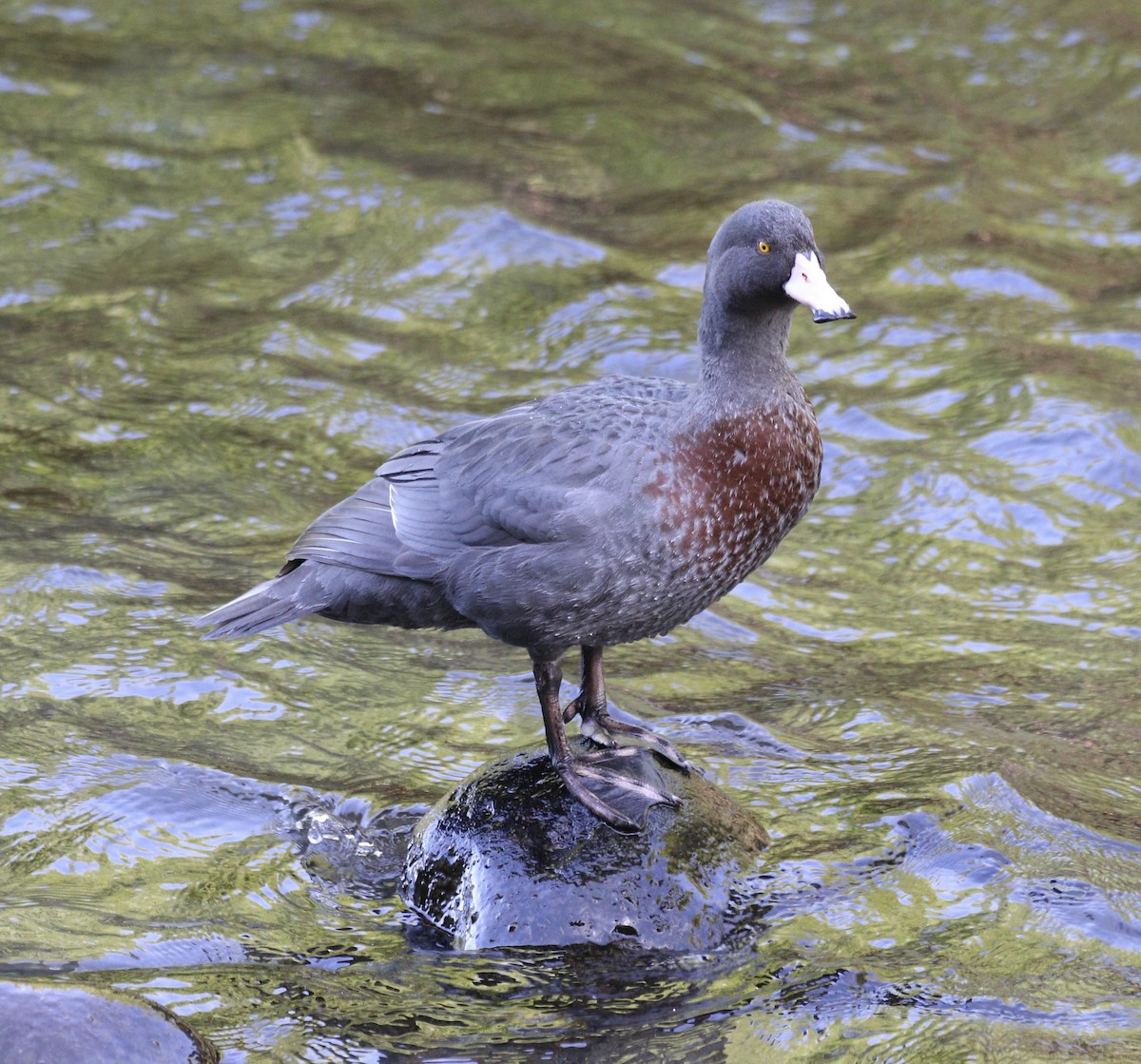 Blue Duck - ML647845771