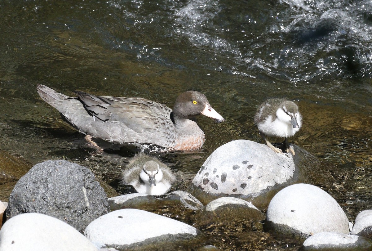 Blue Duck - ML647845772