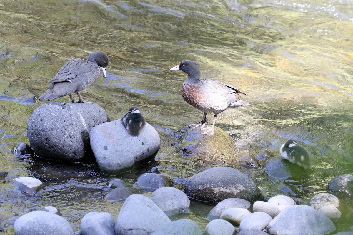 Blue Duck - ML647845773