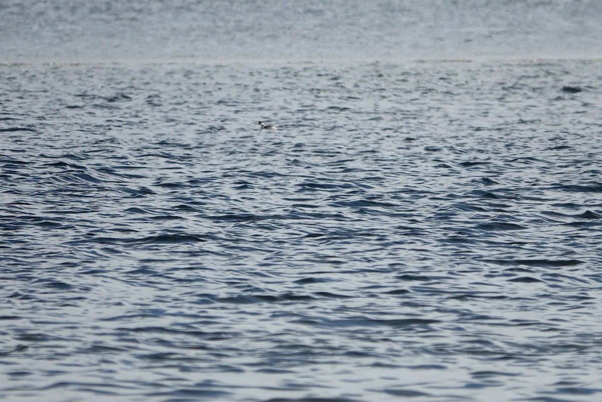 Zampullín Cuellirrojo - ML647845775