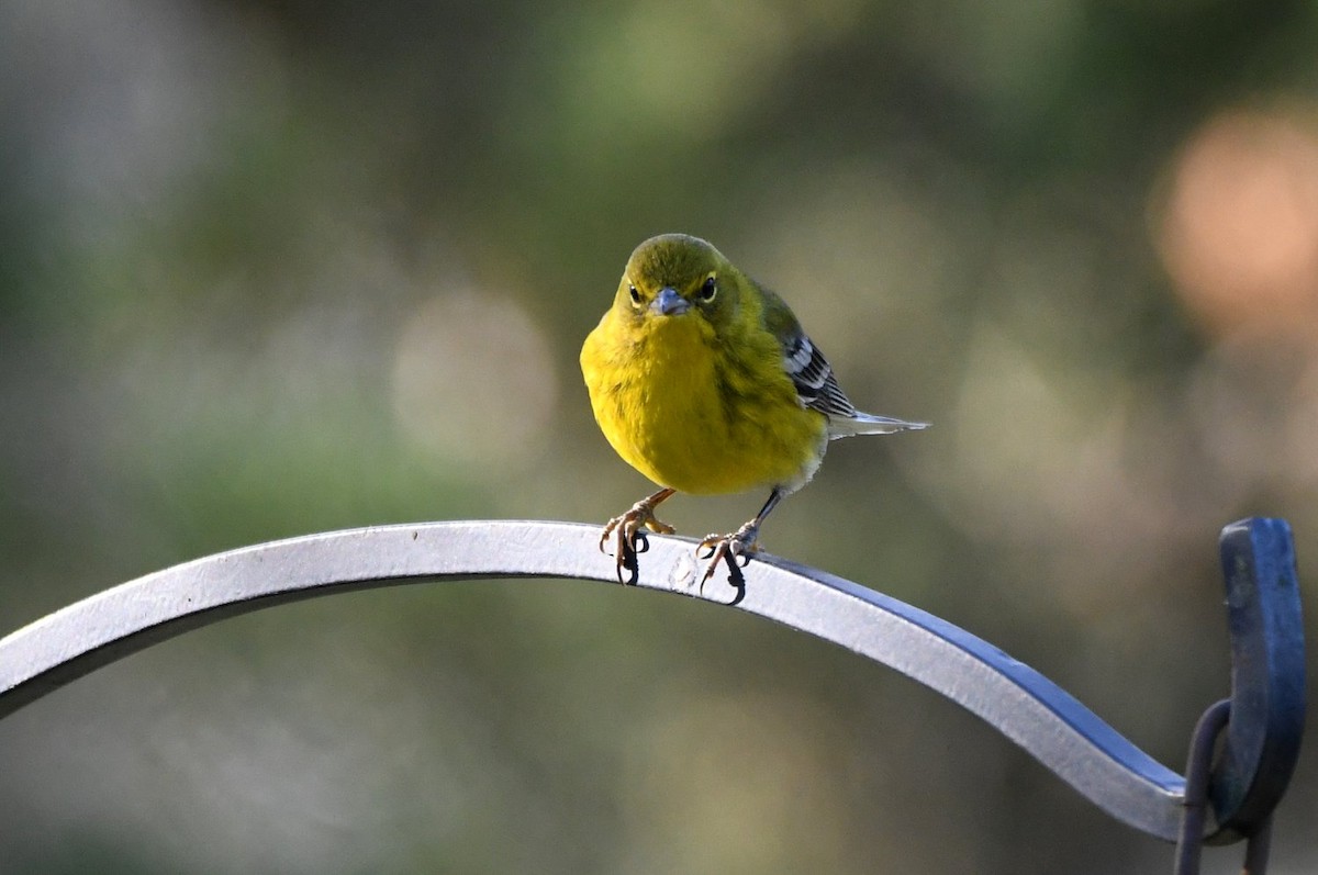 Pine Warbler - ML647845778