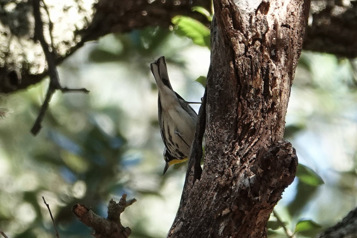 Yellow-throated Warbler - ML647845789