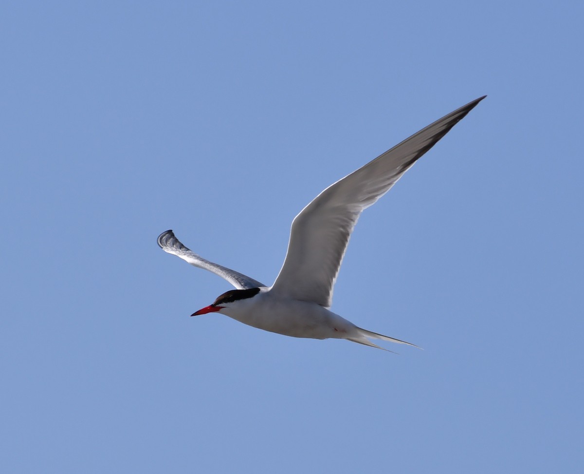 Common Tern - ML647845795