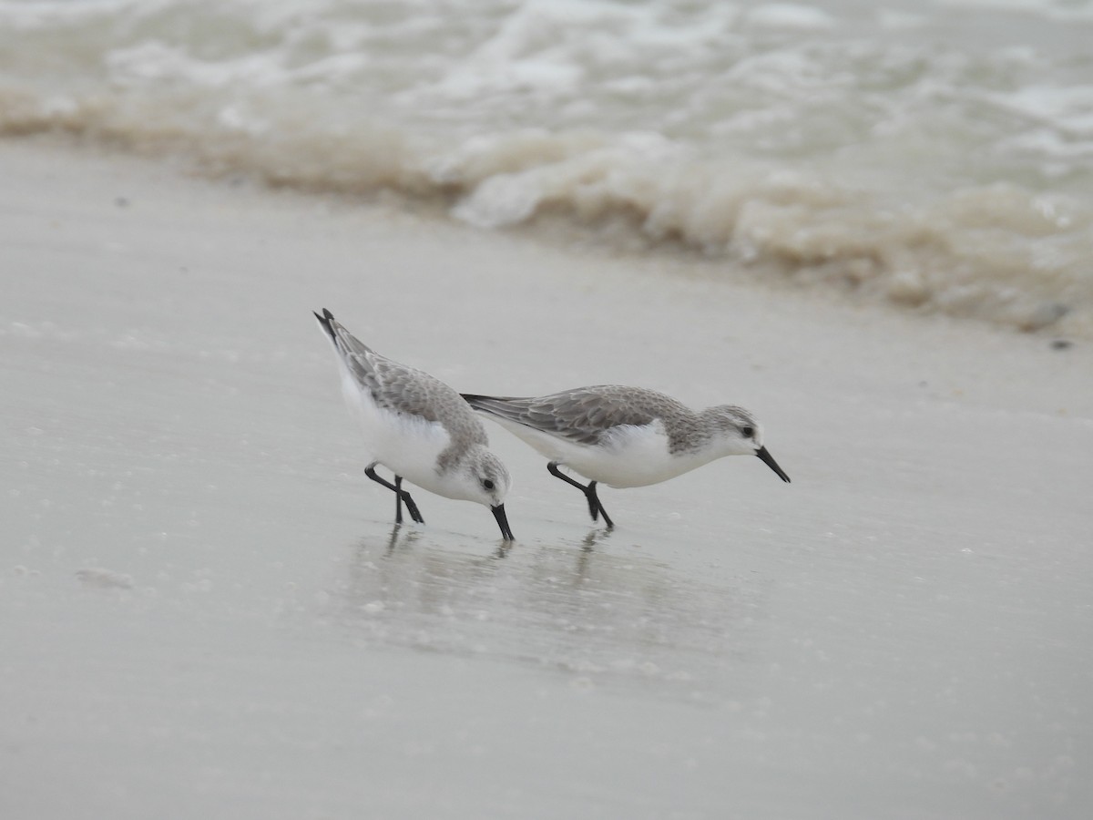 Sanderling - ML647845802