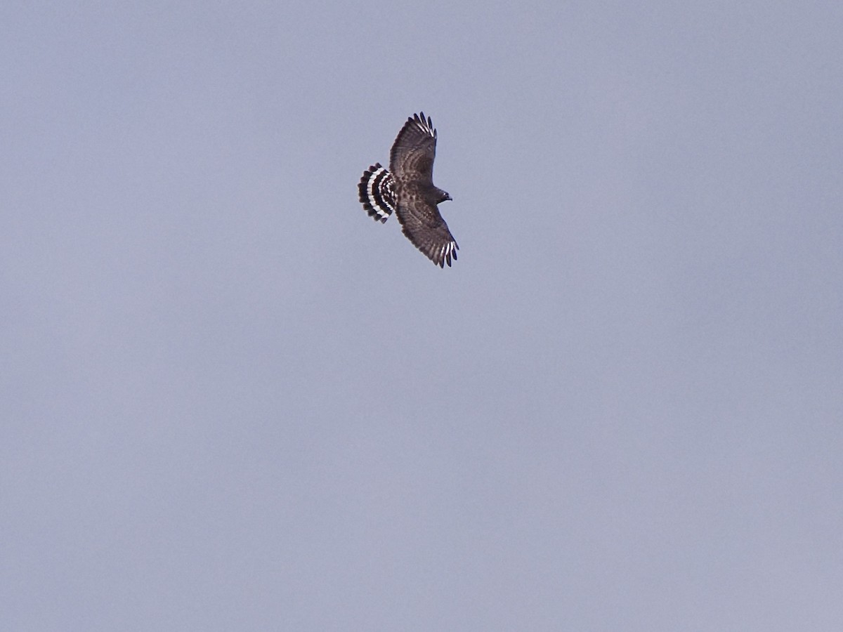 Broad-winged Hawk - ML647845806