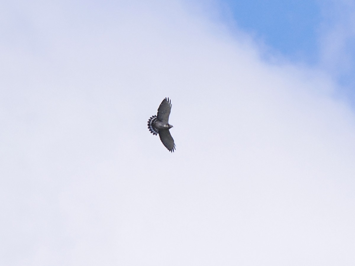 Broad-winged Hawk - ML647845807