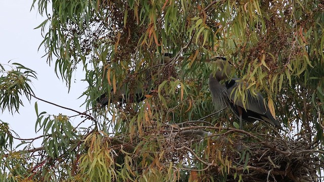 Kanadareiher [herodias-Gruppe] - ML647845828