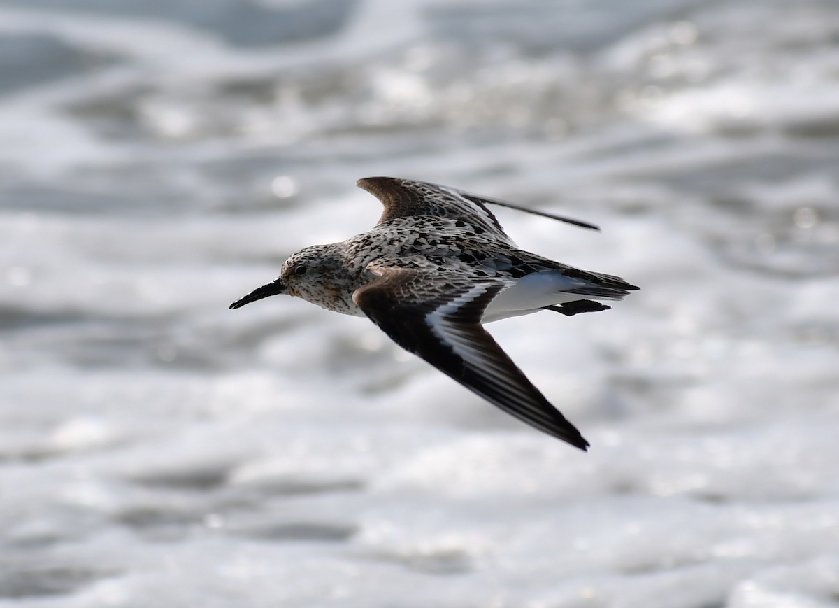 Sanderling - ML647845834