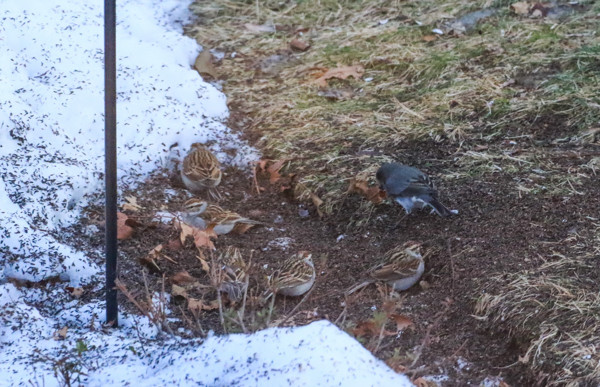 Cırcır Sesli Serçe - ML647845837