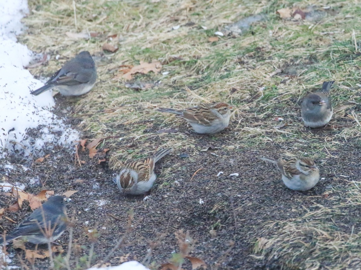 Cırcır Sesli Serçe - ML647845838