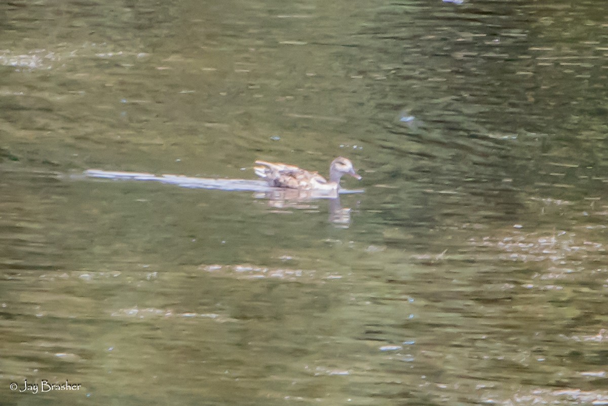 snadderand - ML647845839