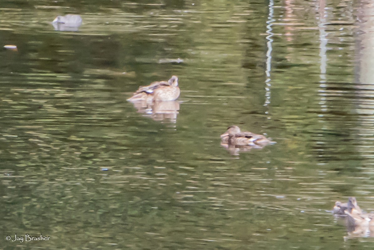 snadderand - ML647845840