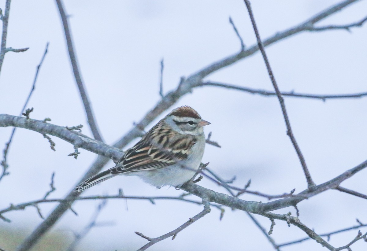 Cırcır Sesli Serçe - ML647845841