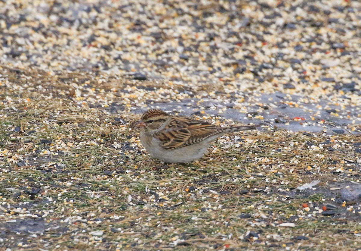 Cırcır Sesli Serçe - ML647845842