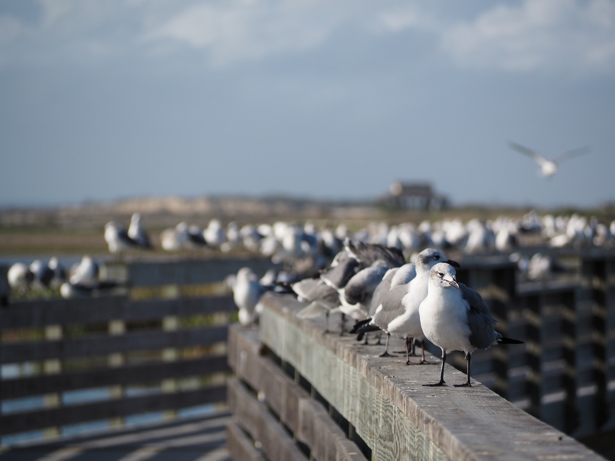 lattermåke - ML647845845