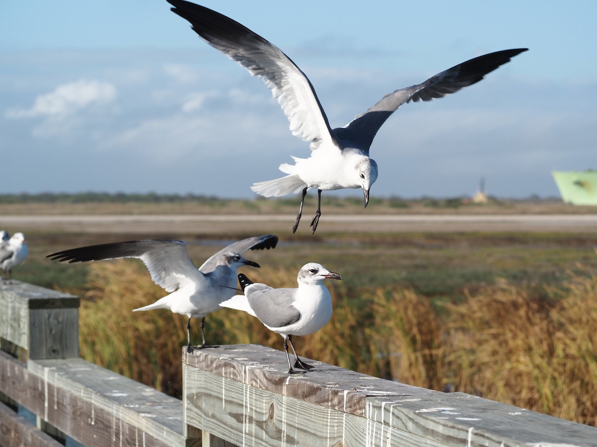 lattermåke - ML647845846