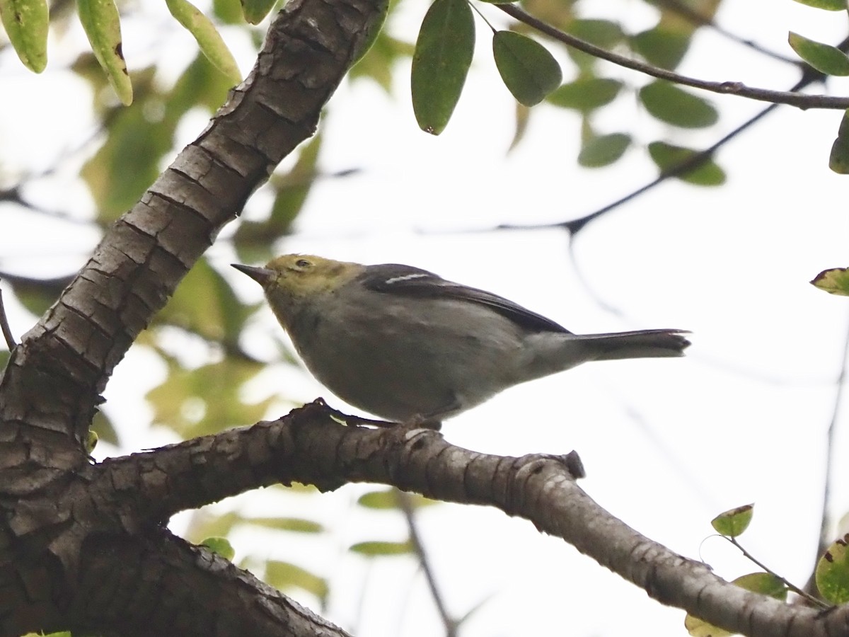 barnålparula - ML647845849