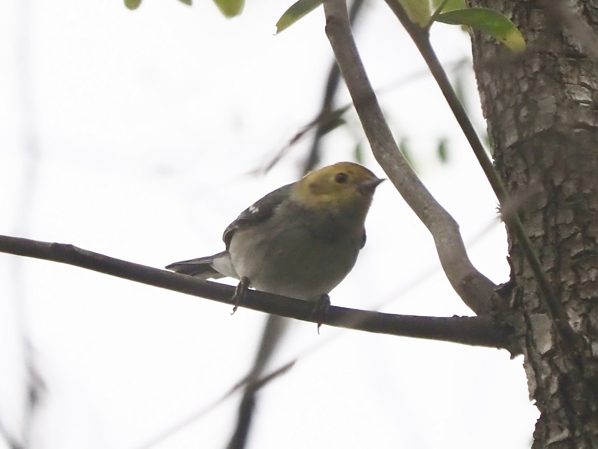 barnålparula - ML647845850