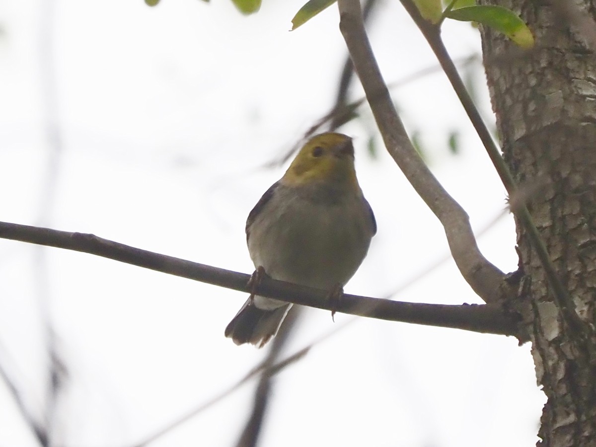 barnålparula - ML647845851