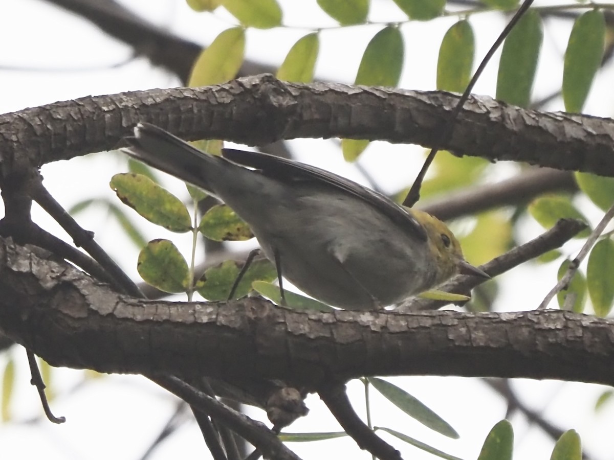 barnålparula - ML647845852