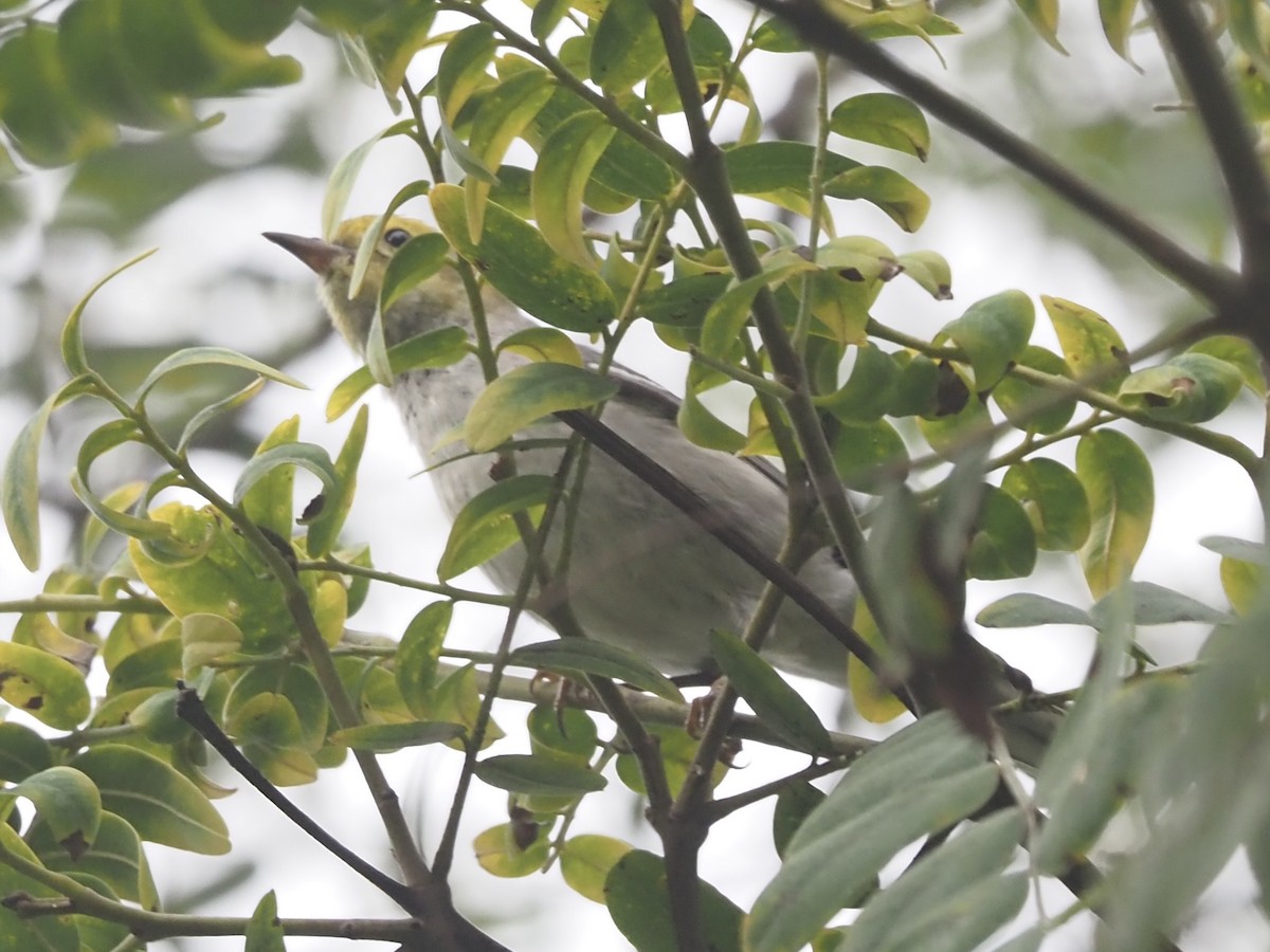 barnålparula - ML647845853