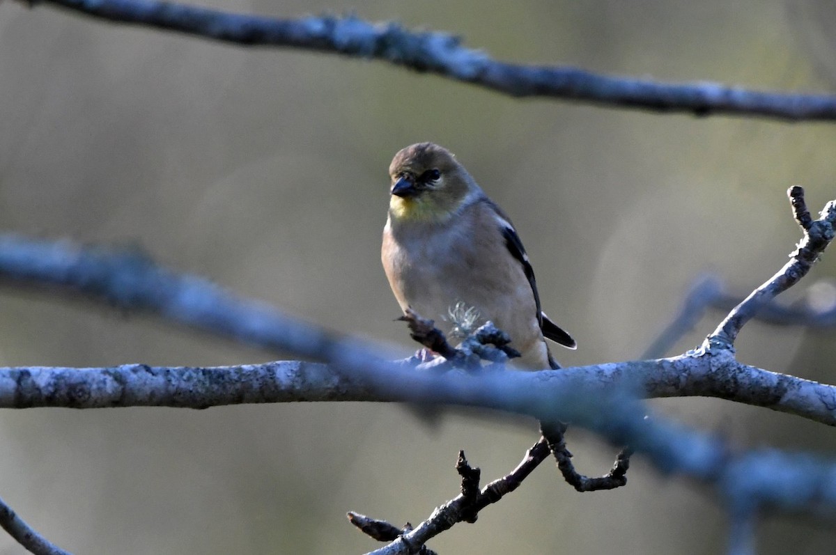 gulstillits - ML647845854