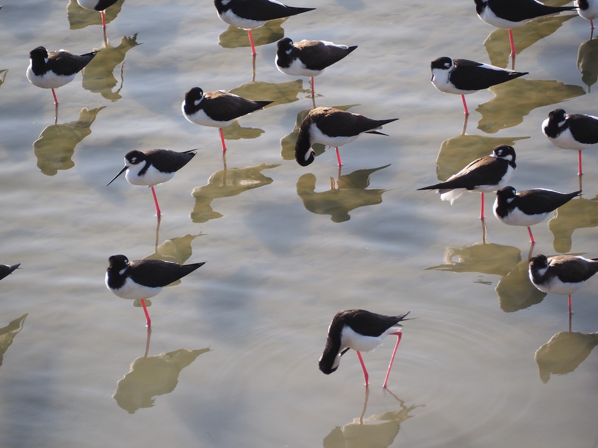 svartkronestylteløper - ML647845855