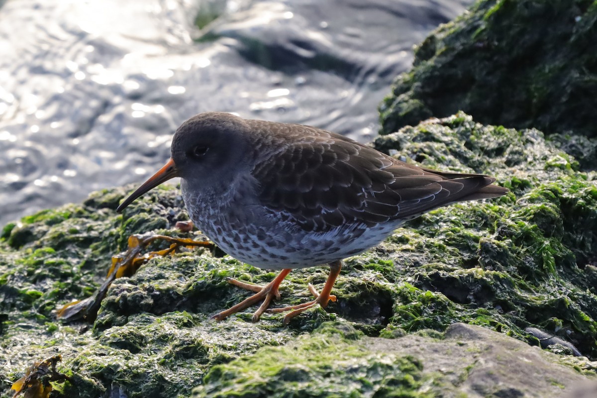 fjæreplytt - ML647845856