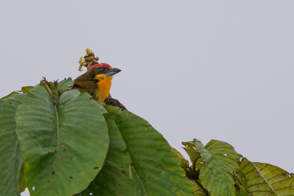 gullbrystskjeggfugl - ML647845858