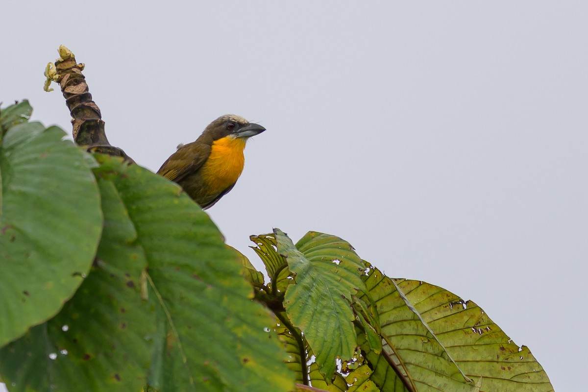 gullbrystskjeggfugl - ML647845859