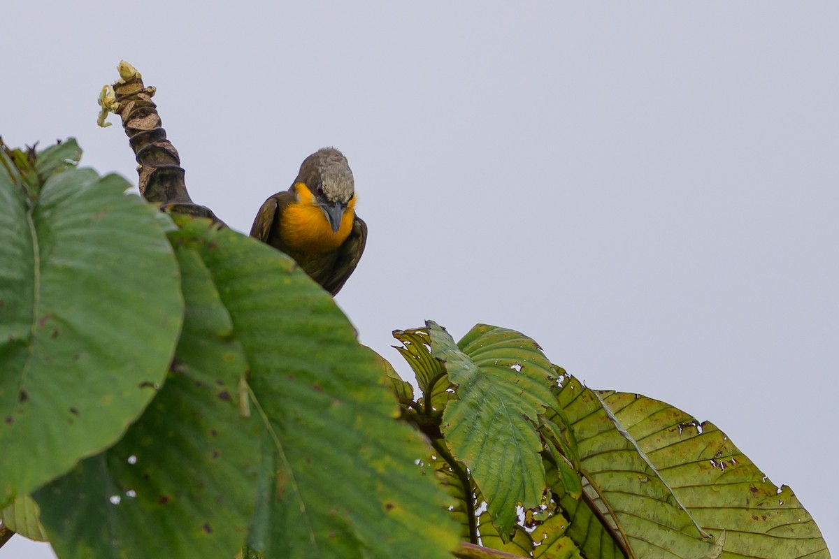 gullbrystskjeggfugl - ML647845860