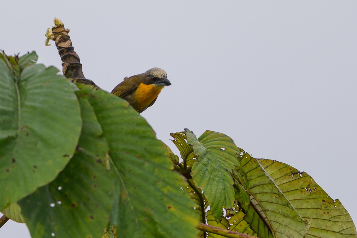 gullbrystskjeggfugl - ML647845861