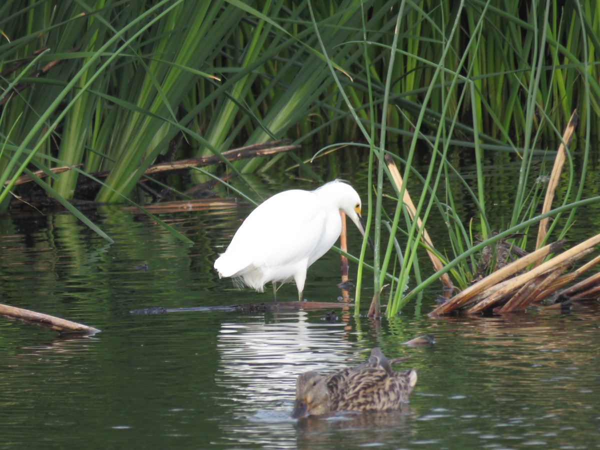 snøhegre - ML647845863