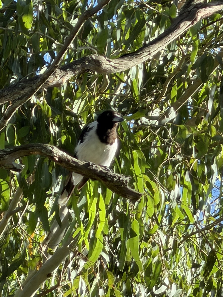 sangslakterfugl - ML647845864