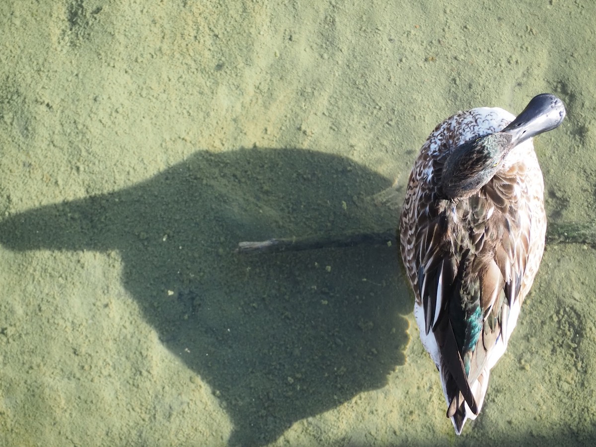 skjeand - ML647845866