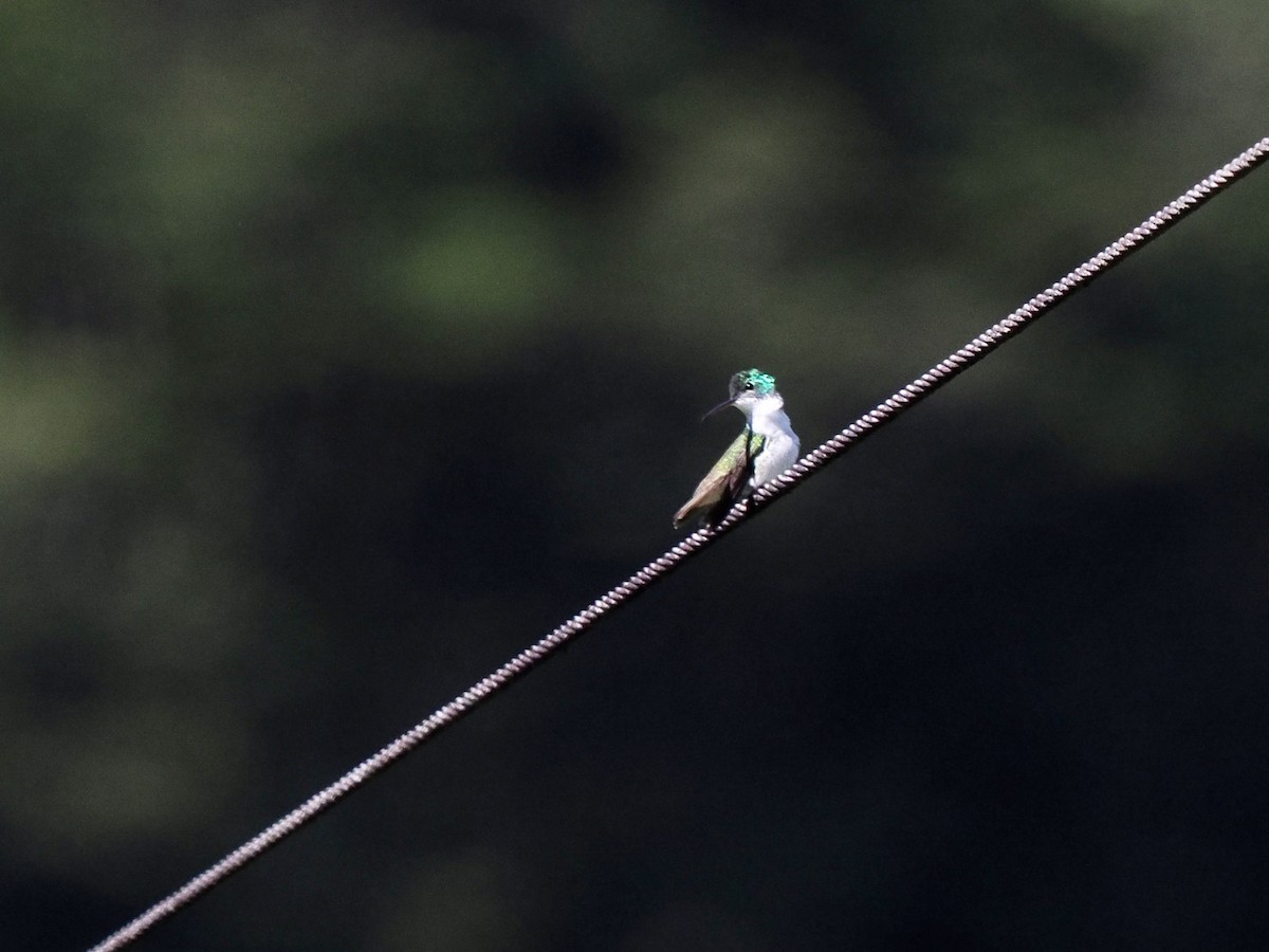 andeskolibri - ML647845870