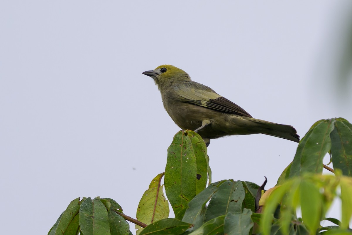 palmetanagar - ML647845871