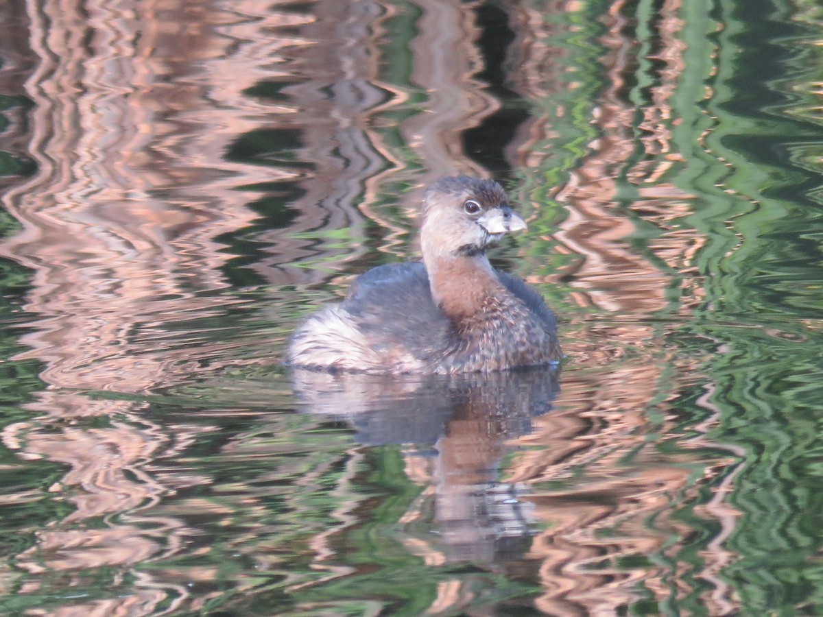 ringnebbdykker - ML647845872