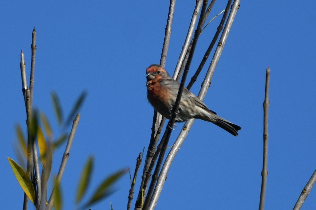 husrosenfink - ML647845873