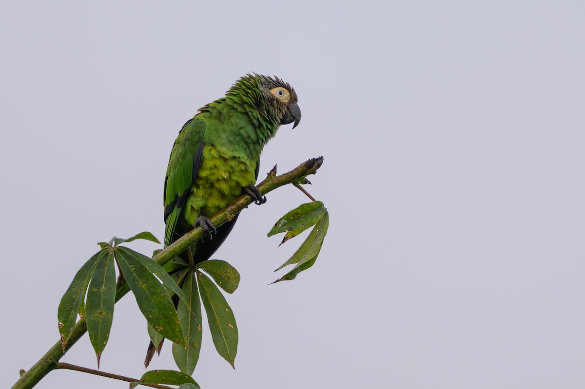 hvitøreparakitt - ML647845874