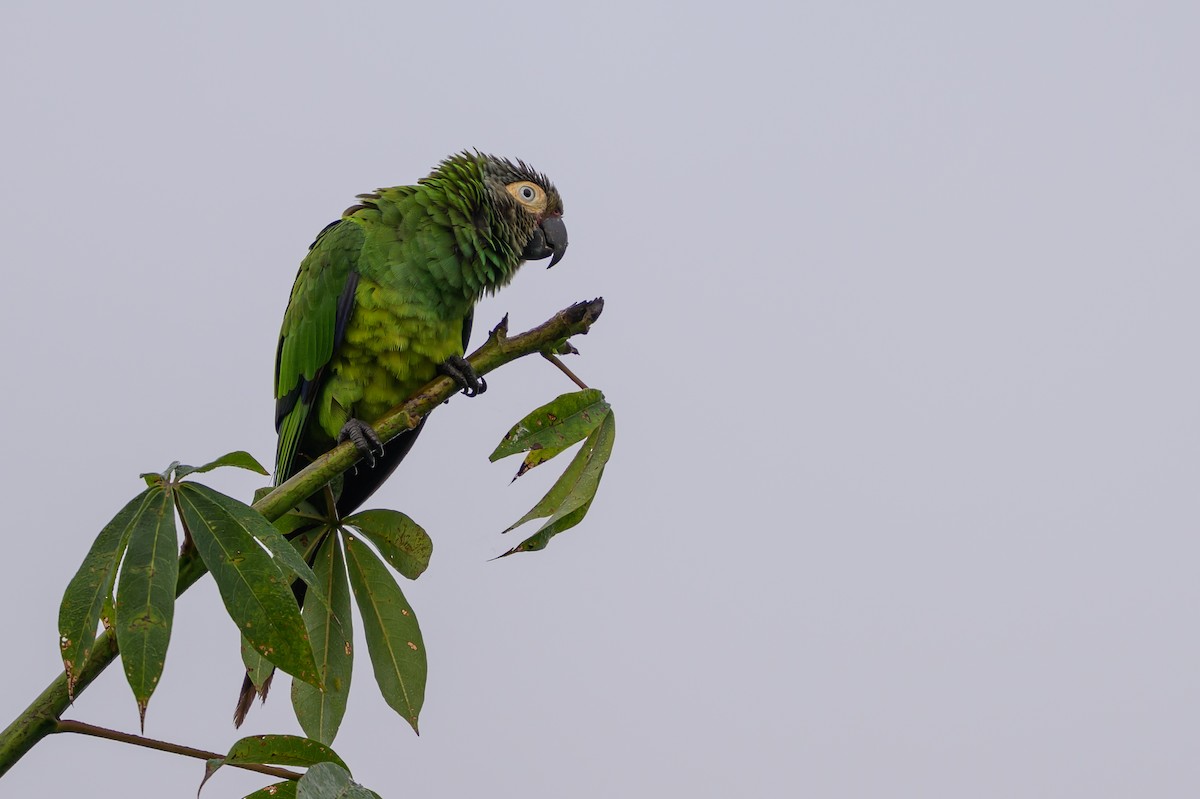 hvitøreparakitt - ML647845875