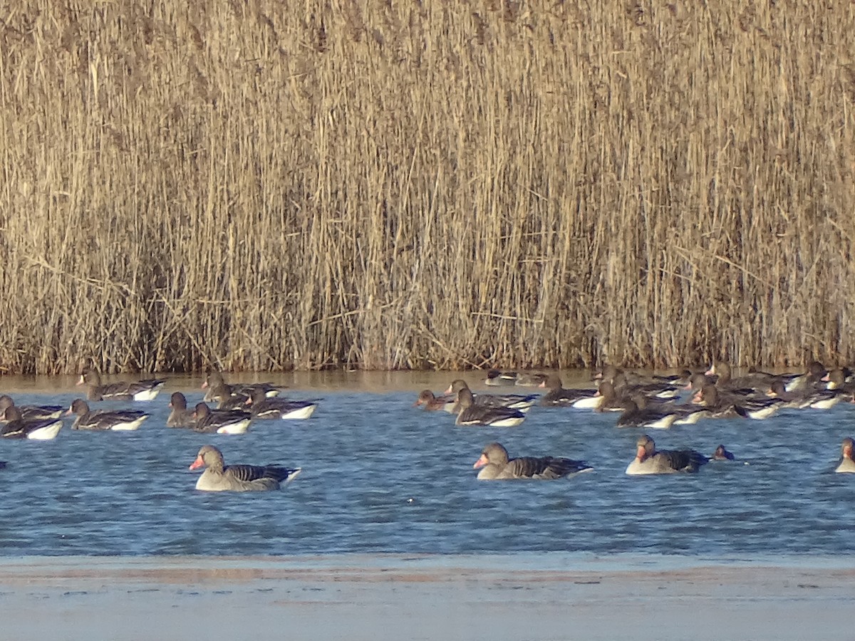 Graylag Goose - ML647845876