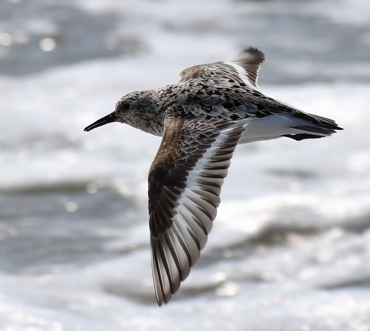 Sanderling - ML647845880