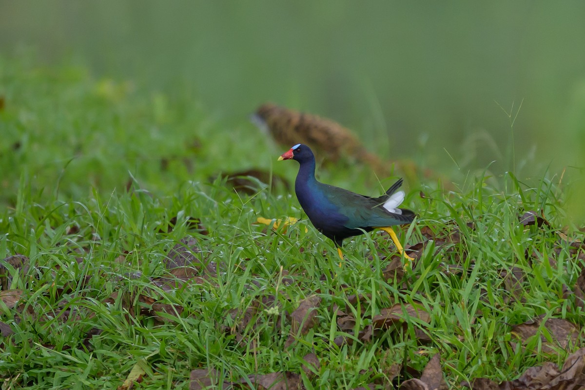 Uroilo urdin amerikarra - ML647845903