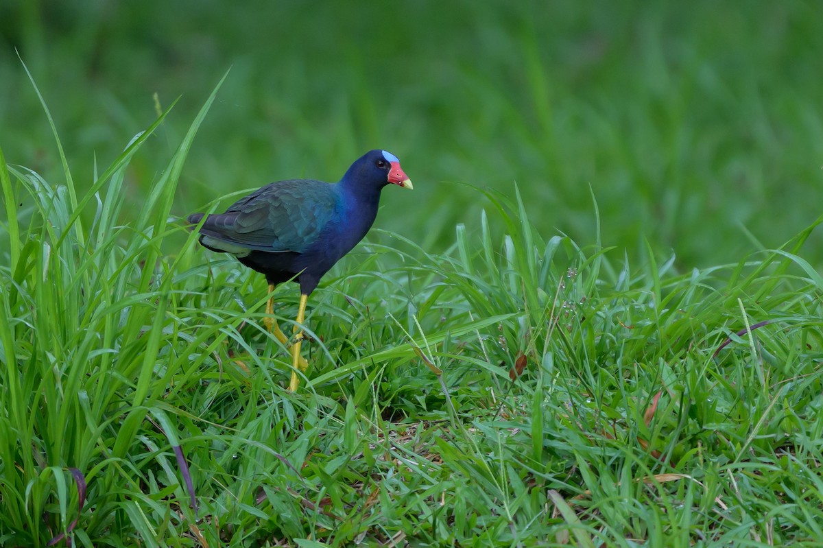 Uroilo urdin amerikarra - ML647845921