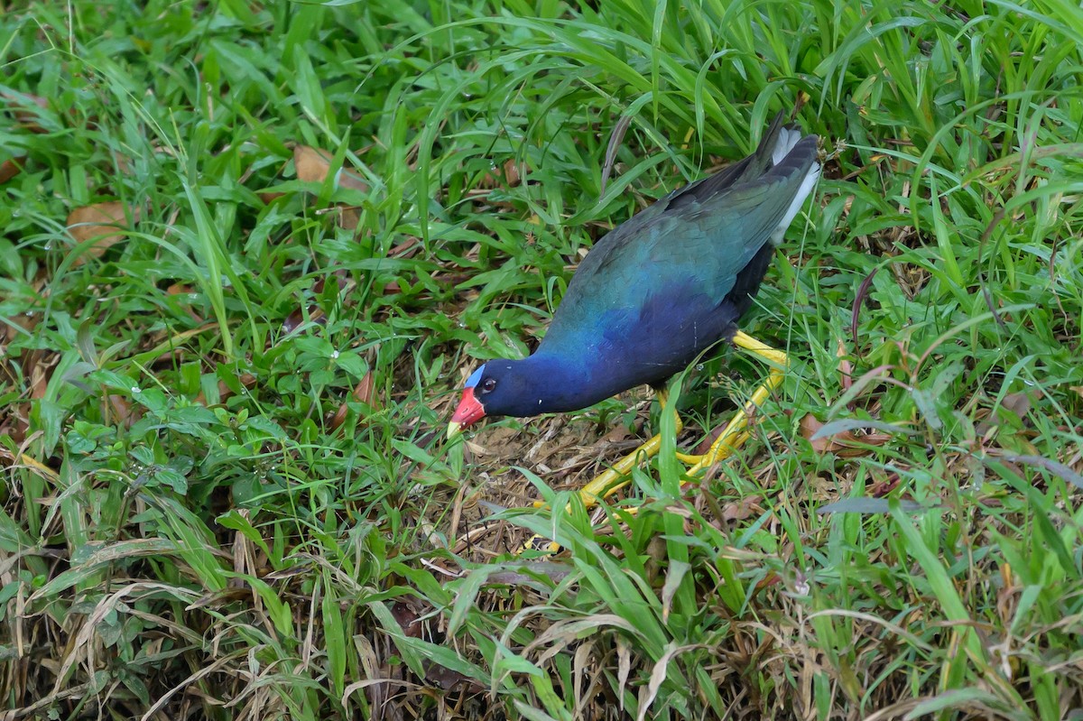 Uroilo urdin amerikarra - ML647845922