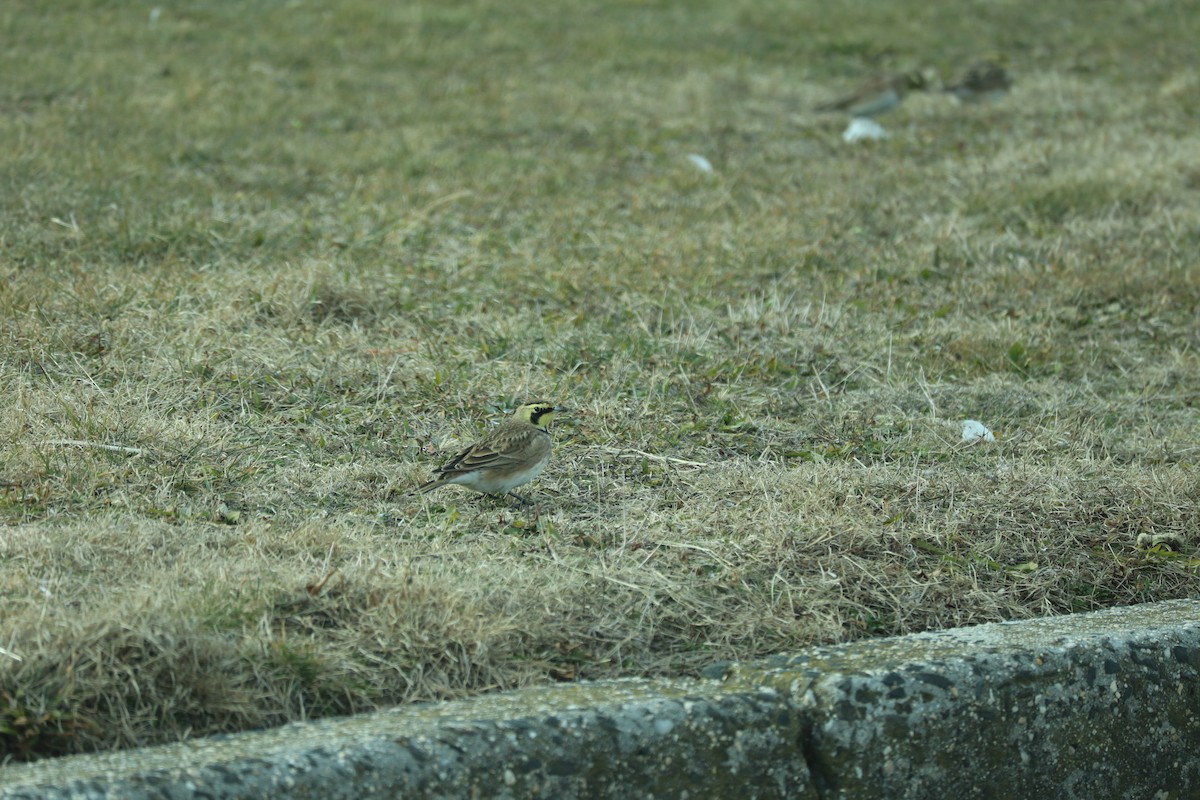 ハマヒバリ - ML647845925