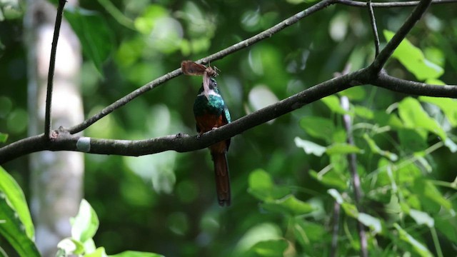 Rotschwanz-Glanzvogel - ML647845932